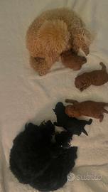 Barboncini Toy/colore fulvo, nero