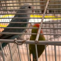 Inseparabili con gabbia