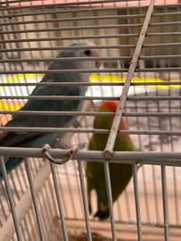 Inseparabili con gabbia