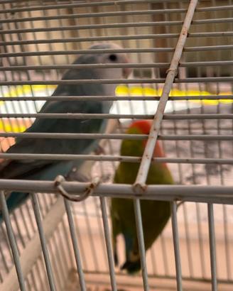 Inseparabili con gabbia