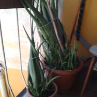 pianta aloe vera