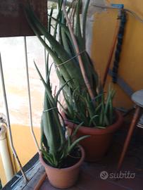 pianta aloe vera