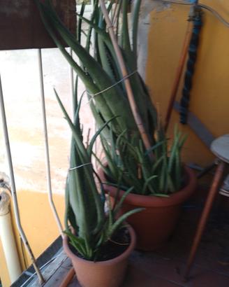 pianta aloe vera