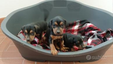 Cuccioli Pinscher Nano (Zwergpinscher),