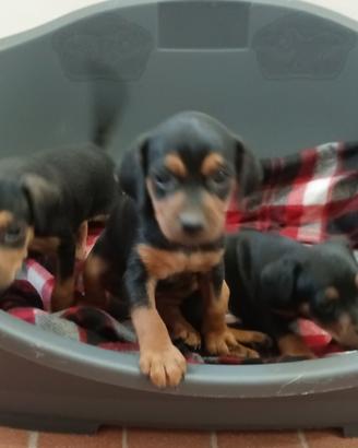 Cuccioli Pinscher Nano (Zwergpinscher),