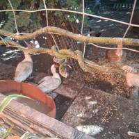 Anatre mute coppia , e coppia galline