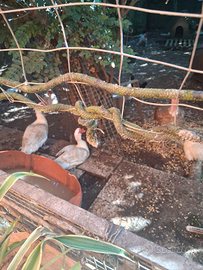 Anatre mute coppia , e coppia galline