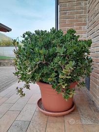 Pianta di Giada