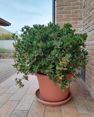Pianta di Giada
