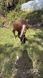 super pony