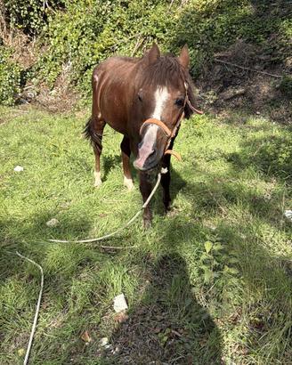 super pony