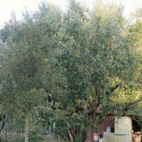 Porzione di terreno per orto