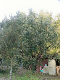 Porzione di terreno per orto