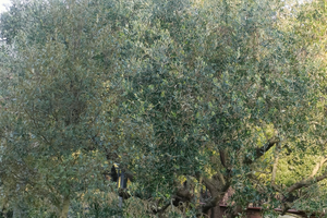 Porzione di terreno per orto