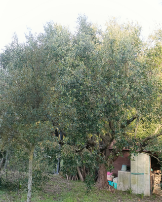 Porzione di terreno per orto