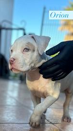 American Bully standard