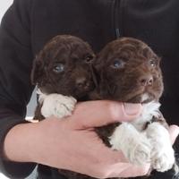 Cuccioli Lagotto Romagnolo puri pedigree ROI test