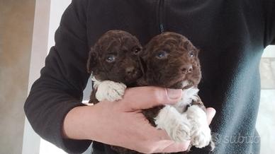 Cuccioli Lagotto Romagnolo puri pedigree ROI test