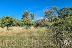 Terreno agricolo 5.000mq Castiglione di Sicilia