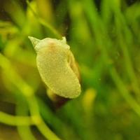 Lumache Limnea Peregra acquario acqua dolce 5x