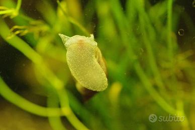 Lumache Limnea Peregra acquario acqua dolce 5x