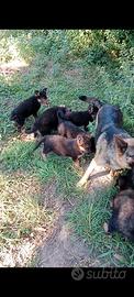 Ultimi 3 cuccioli figli di pastore tedesco nero fo