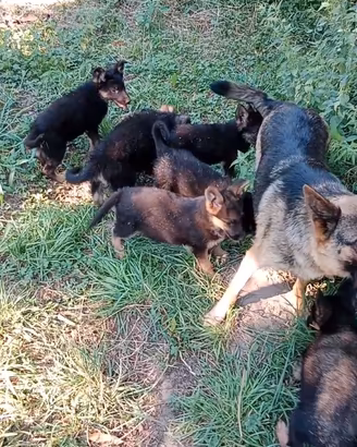 Ultimi 3 cuccioli figli di pastore tedesco nero fo