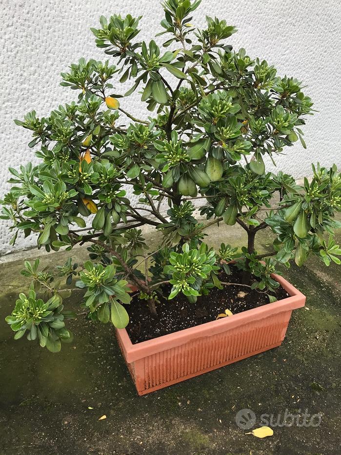 Bonsai Tobira stabilizzato