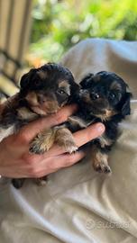 Maltipoo mini toy