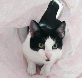 ZORRO & FRANCESCO: adozione di coppia