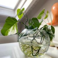 Monstera deliciosa variegata