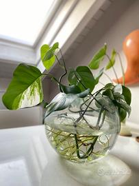 Monstera deliciosa variegata