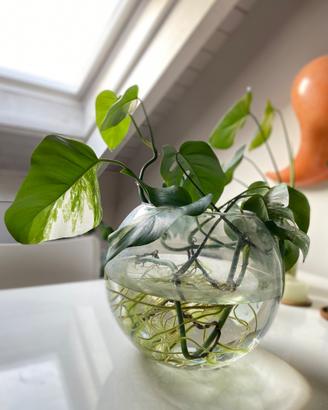Monstera deliciosa variegata