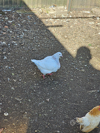 Ultime coppie piccioni texani