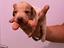 Immagine 1