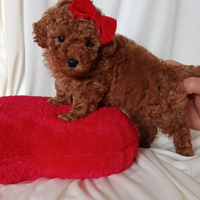 Cuccioli di barboncino toy red con pedigree