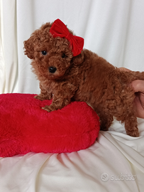 Cuccioli di barboncino toy red con pedigree