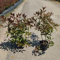 Piante di Photinia -  Ideali per giardini e siepi