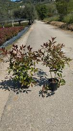 Piante di Photinia -  Ideali per giardini e siepi