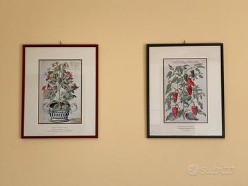 Stampe botanica con cornice in legno