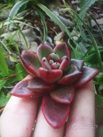echeveria Abundat