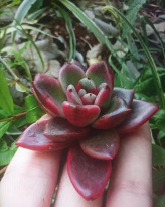 echeveria Abundat