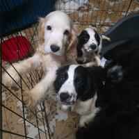 Cocker neri e bianchi e neri