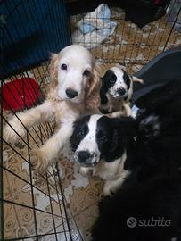 Cocker neri e bianchi e neri