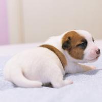 Cucciola jack russell pelo liscio alta genelogia