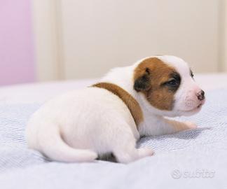 Cucciola jack russell pelo liscio alta genelogia