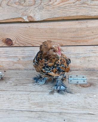 Gallo