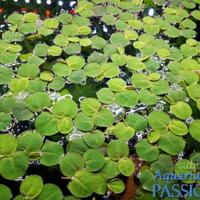 Phillanthus fluitans pianta galleggiante acquario
