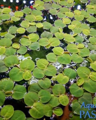 Phillanthus fluitans pianta galleggiante acquario