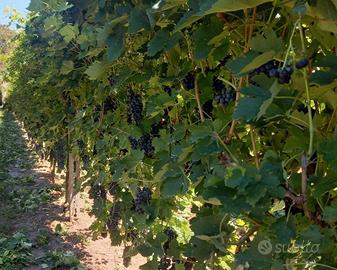 uva nera